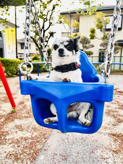ブランコに乗ったよ