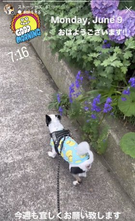 紫陽花