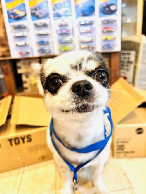 8月の始まりですよー🐶