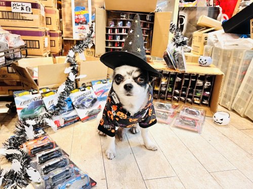 お久しぶりです🐶