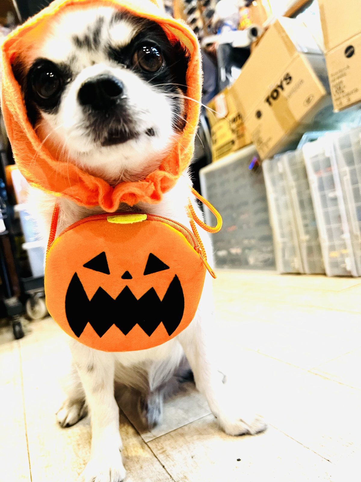 気分はハロウィンです🎃