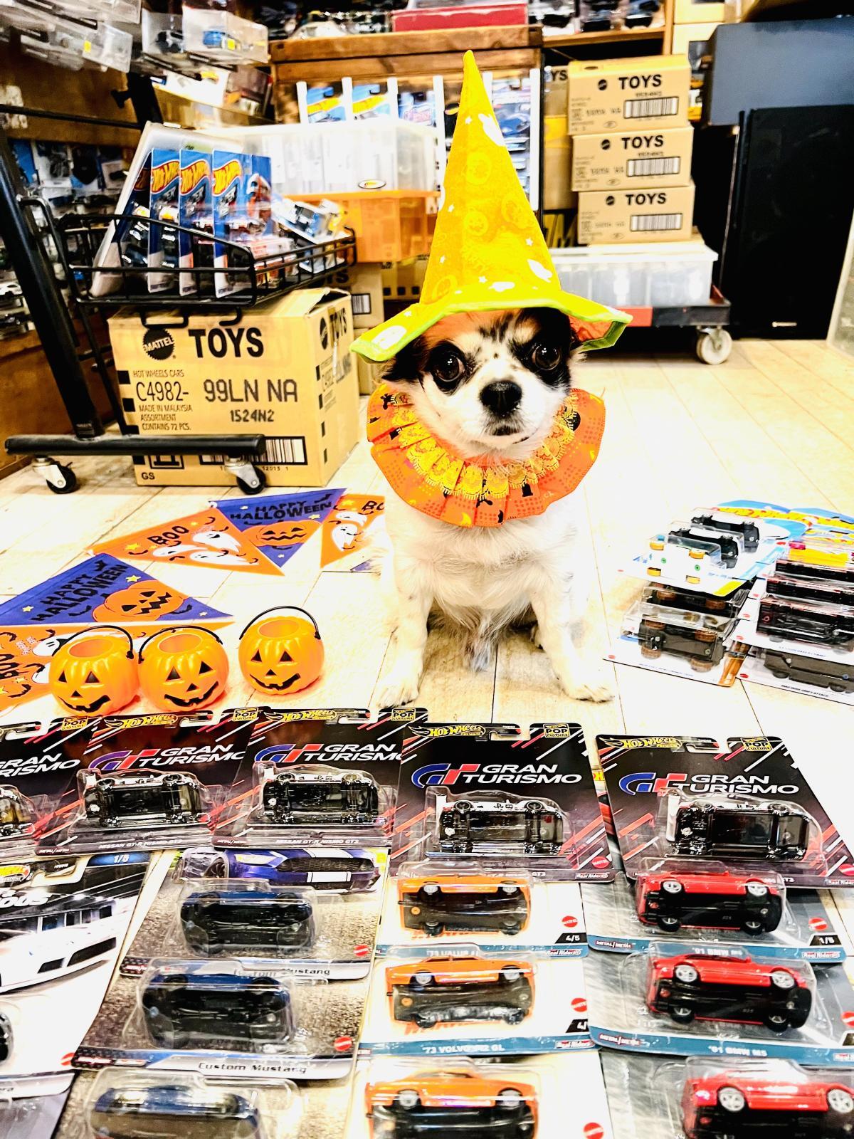 ハロウィン楽しんでます🐶🎃