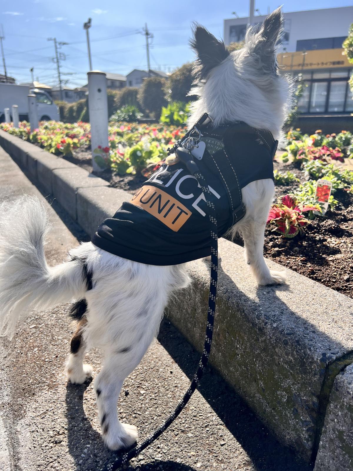 パトロール🐶🌺