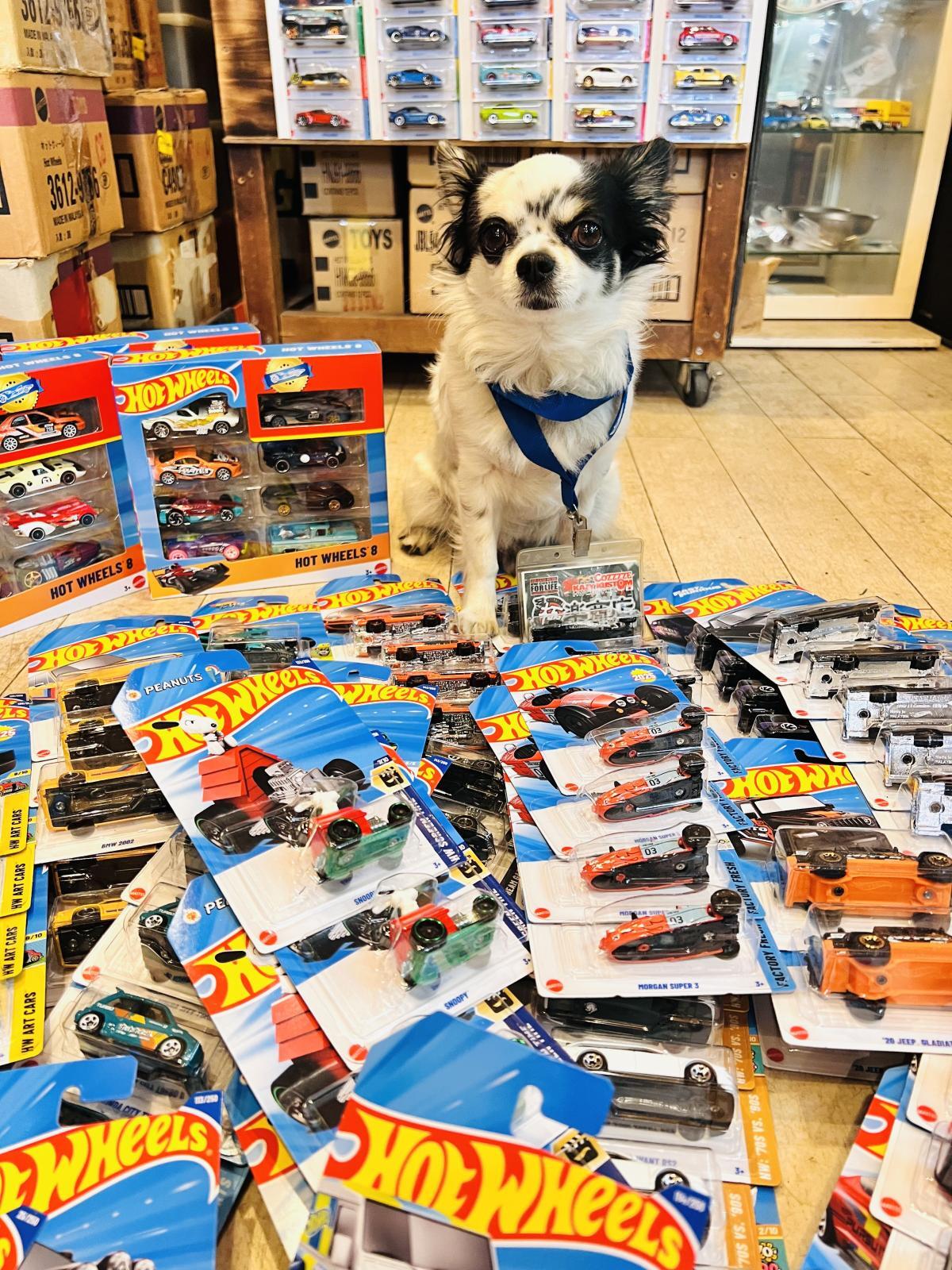 🐶6月に入りました