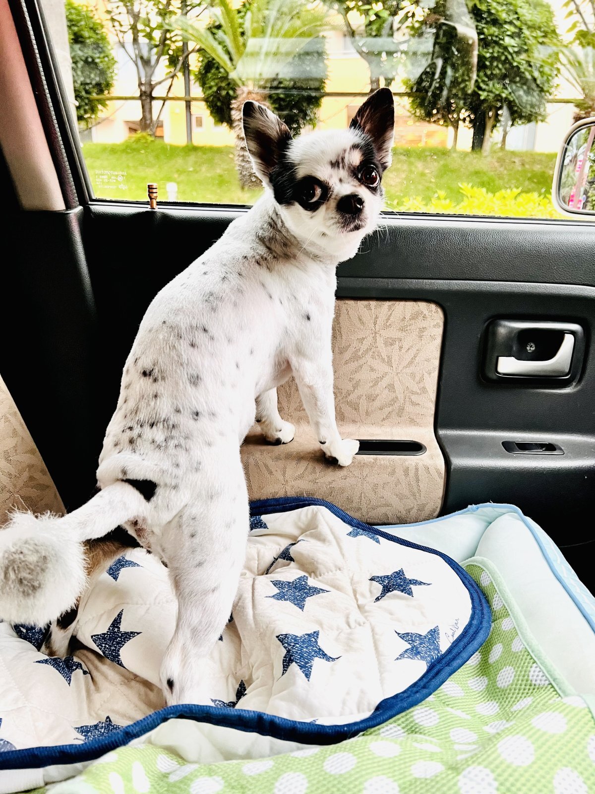 トリミングに行って来たよ🐶💈