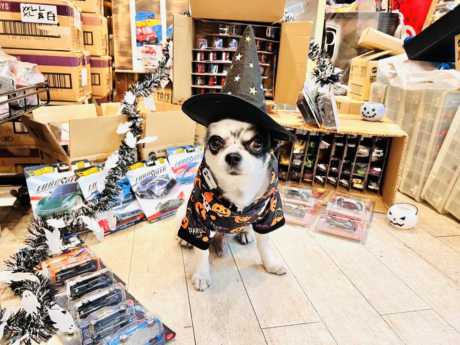 お久しぶりです🐶