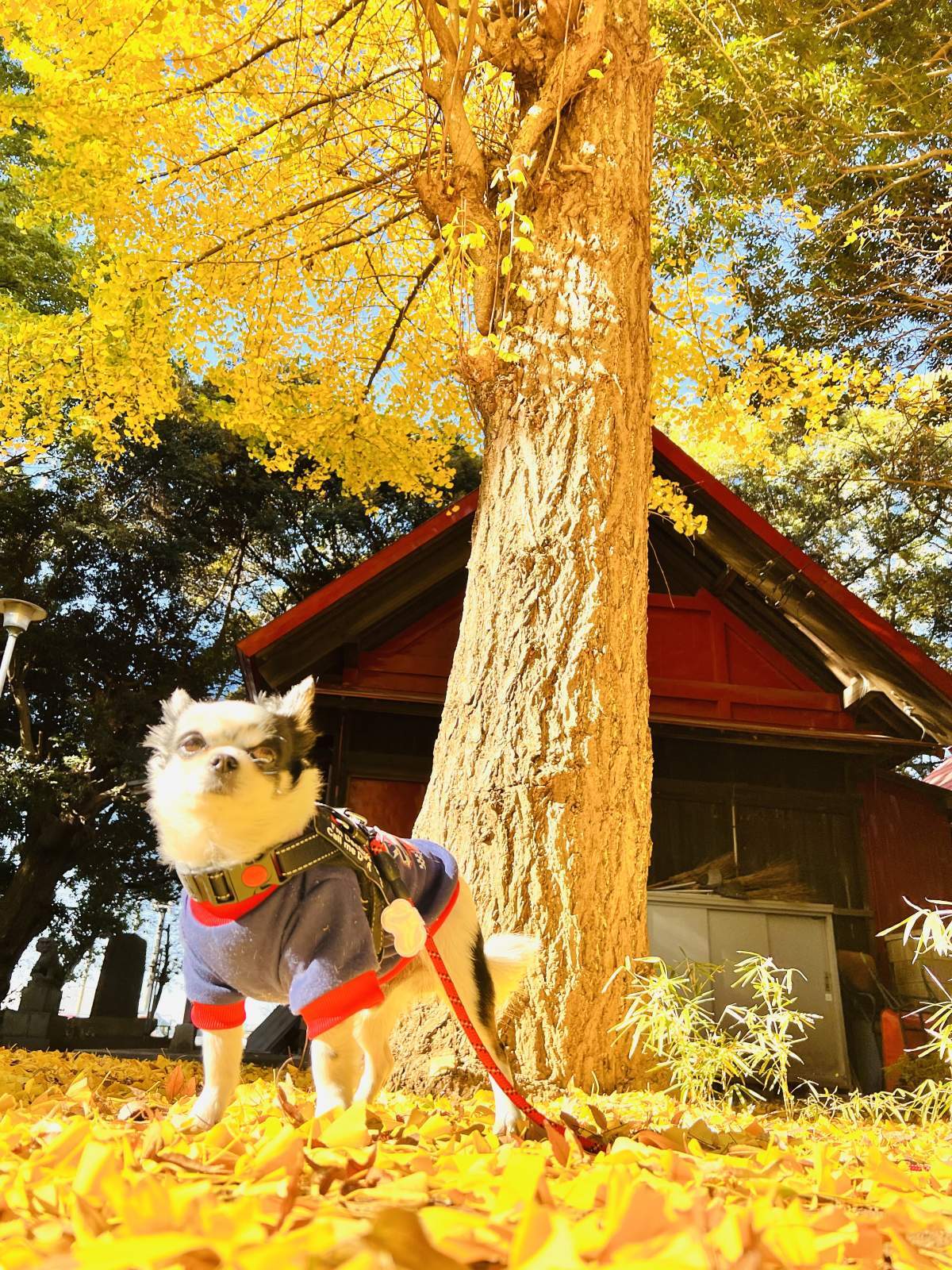 銀杏が綺麗だよ